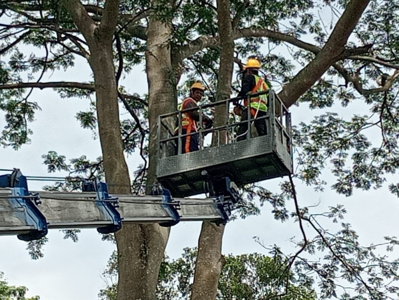 Completed tree care and landscaping project 1