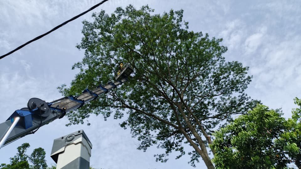 Completed tree care and landscaping project 7