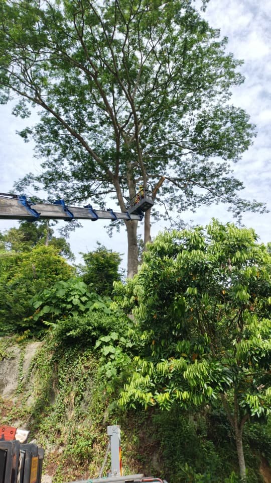 Completed tree care and landscaping project 9